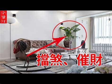 辦公室植物擋煞|【擋煞植物 辦公室】在辦公室放擋煞植物！招財擋小。